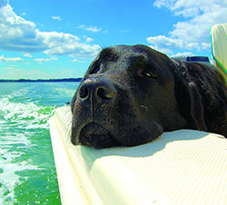 Boating Dogs